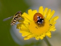 blume-Tiere-D35_4269-als-Smart-Objekt-1 als Smart-Objekt-1